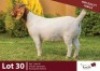 1 X BOER GOAT DOE ROSEMO BOER GOATS