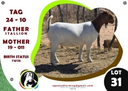 1 X BOER GOAT DOE OGS STUD