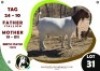 1 X BOER GOAT DOE OGS STUD