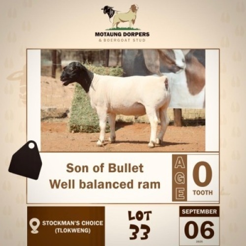 1 X BLACK HEAD DORPER RAM MOTAUNG DORPERS & BOER GOAT STUD
