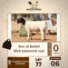 1 X BLACK HEAD DORPER RAM MOTAUNG DORPERS & BOER GOAT STUD