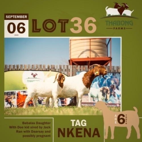 1+1 X BOER GOAT DOE & KID THABONG FARMS