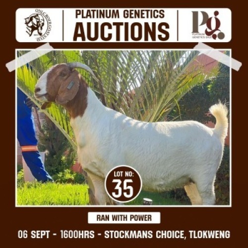 1 X BOER GOAT DOE ONLC BOER GOAT STUD