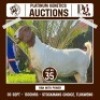 1 X BOER GOAT DOE ONLC BOER GOAT STUD