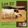 1+2 X BOER GOAT DOE & KID BUSHRA STUD