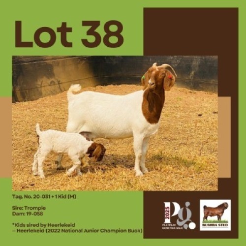 1+1 X BOER GOAT DOE & KID BUSHRA STUD