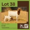 1+1 X BOER GOAT DOE & KID BUSHRA STUD