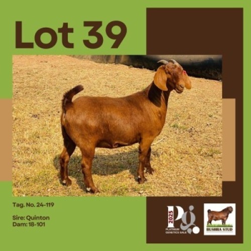 1 X KALAHARI RED DOE BUSHRA STUD