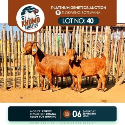 1+1 X KALAHARI RED DOE & KID KHUMO GENETICS
