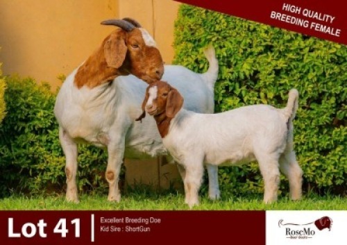1+1 X BOER GOAT DOE & KID ROSEMO BOER GOATS