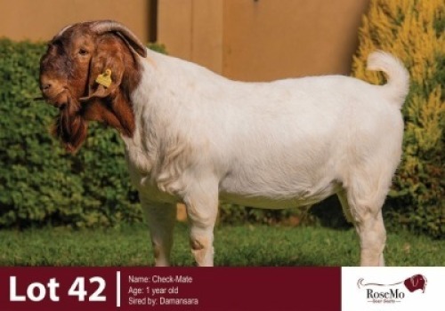 1 X BOER GOAT BUCK ROSEMO BOER GOATS