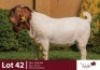 1 X BOER GOAT BUCK ROSEMO BOER GOATS
