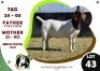 1 X BOER GOAT EWE OGS STUD