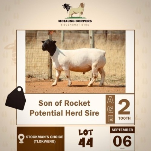 1 X BLACK HEAD DORPER RAM MOTAUNG DORPERS & BOER GOAT STUD