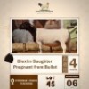 1 X BLACK HEAD DORPER EWE MOTAUNG DORPERS & BOER GOAT STUD