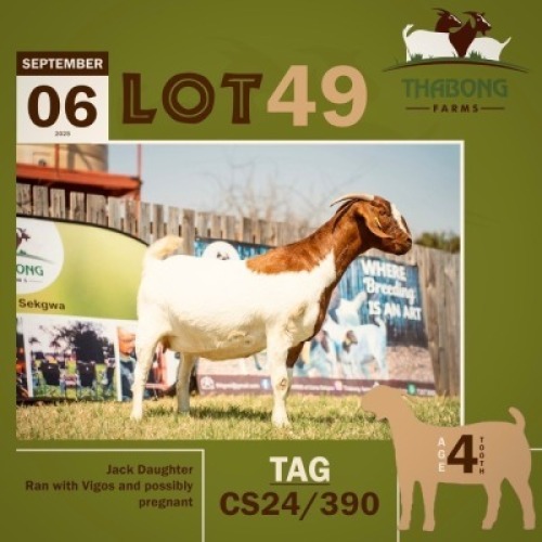 1 X BOER GOAT DOE THABONG FARMS