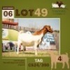 1 X BOER GOAT DOE THABONG FARMS