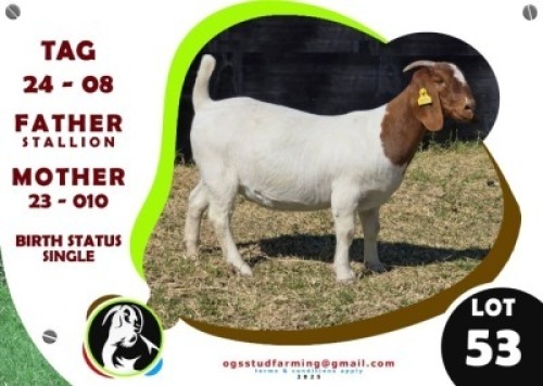 1 X BOER GOAT EWE OGS STUD