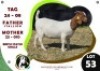 1 X BOER GOAT EWE OGS STUD