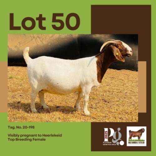 1 X BOER GOAT DOE BUSHRA STUD