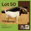 1 X BOER GOAT DOE BUSHRA STUD