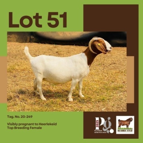 1 X BOER GOAT DOE BUSHRA STUD