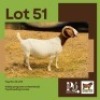 1 X BOER GOAT DOE BUSHRA STUD