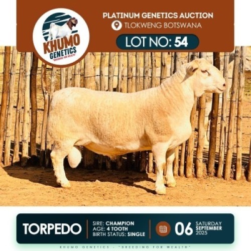 1 X WHITE HEAD DORPER RAM KHUMO GENETICS