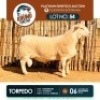 1 X WHITE HEAD DORPER RAM KHUMO GENETICS
