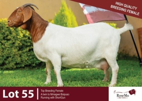 1 X BOER GOAT DOE ROSEMO BOER GOATS
