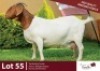 1 X BOER GOAT DOE ROSEMO BOER GOATS