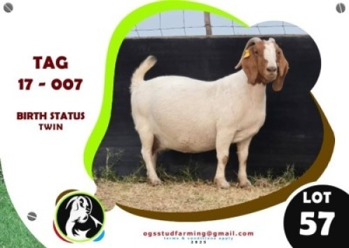 1 X BOER GOAT EWE OGS STUD