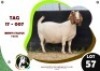 1 X BOER GOAT EWE OGS STUD