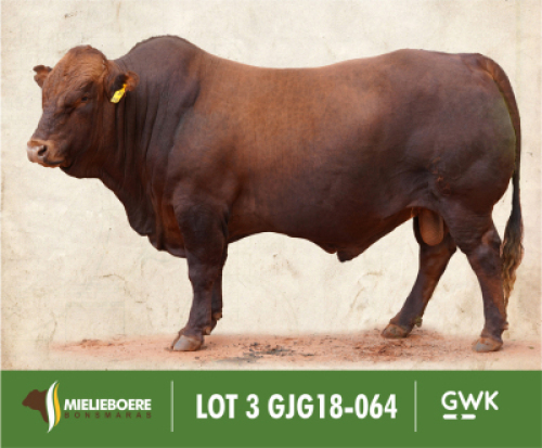 LOT&nbsp;3: GJG 180064