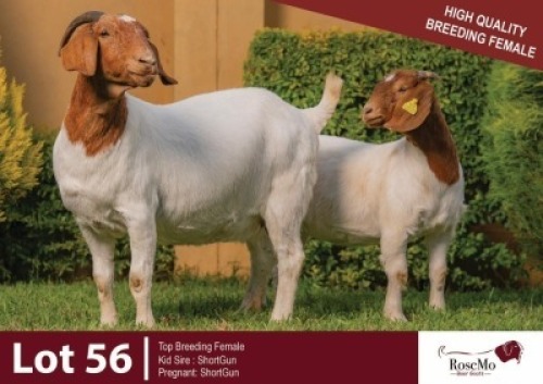 1+1 X BOER GOAT DOE & KID ROSEMO BOER GOATS