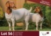 1+1 X BOER GOAT DOE & KID ROSEMO BOER GOATS