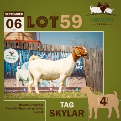 1 X BOER GOAT DOE THABONG FARMS