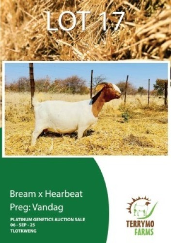 1 X BOER GOAT EWE TERRYMO FARMS