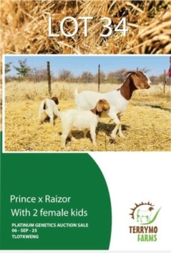 1+2 X BOER GOAT EWE & KID TERRYMO FARMS