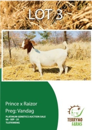 1 X BOER GOAT EWE TERRYMO FARMS