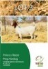 1 X BOER GOAT EWE TERRYMO FARMS