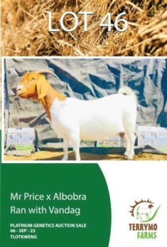 1 X BOER GOAT EWE TERRYMO FARMS