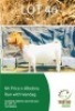 1 X BOER GOAT EWE TERRYMO FARMS
