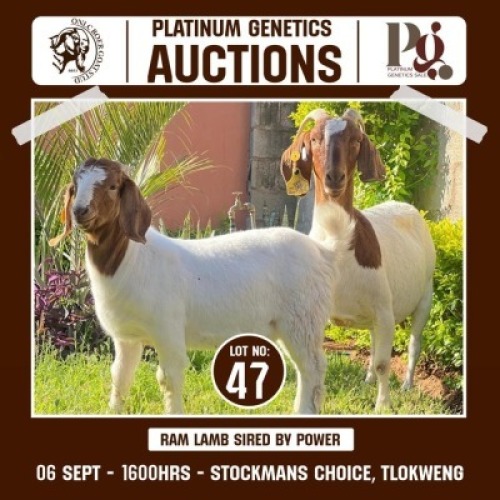 1+1 X BOER GOAT EWE & KID ONLC BOER GOAT STUD
