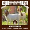 1+1 X BOER GOAT EWE & KID ONLC BOER GOAT STUD