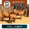 1+2 X KALAHARI RED DOE & KID KHUMO GENETICS (Per animal to take the lot)