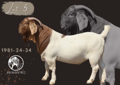 1 X BOER GOAT STUD BUCK F2 Boerbokstoet