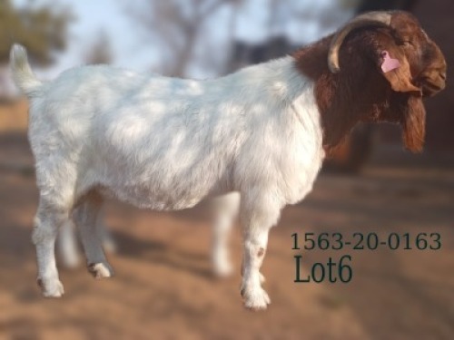 WITHDRAWN - 1 X BOER GOAT BUCK Fela Stoet Boerdery