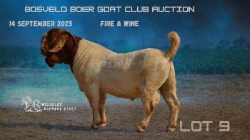 1 X BOER GOAT STUD BUCK Welgelee Boer Goat Stud