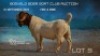 1 X BOER GOAT STUD BUCK Welgelee Boer Goat Stud
